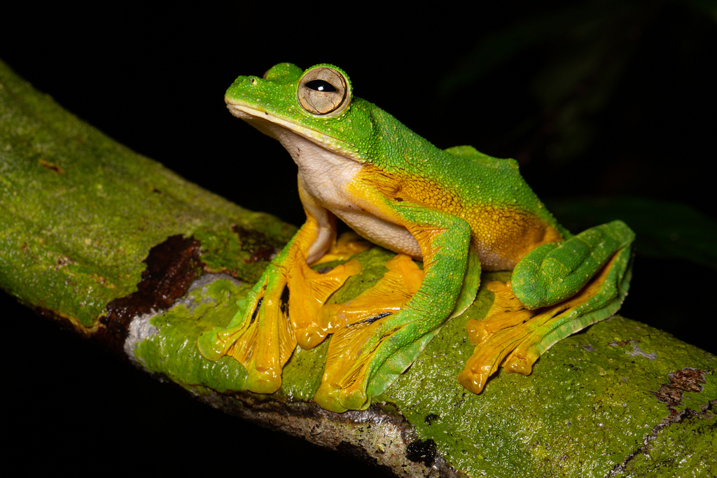 Rhacophorus nigropalmatus