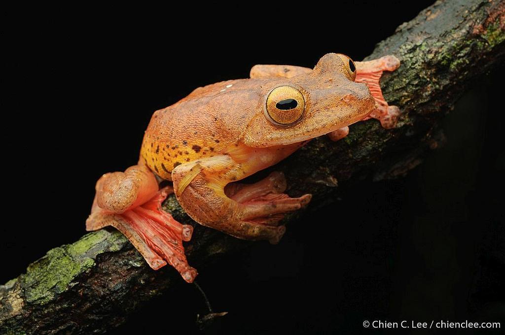 Rhacophorus pardalis
