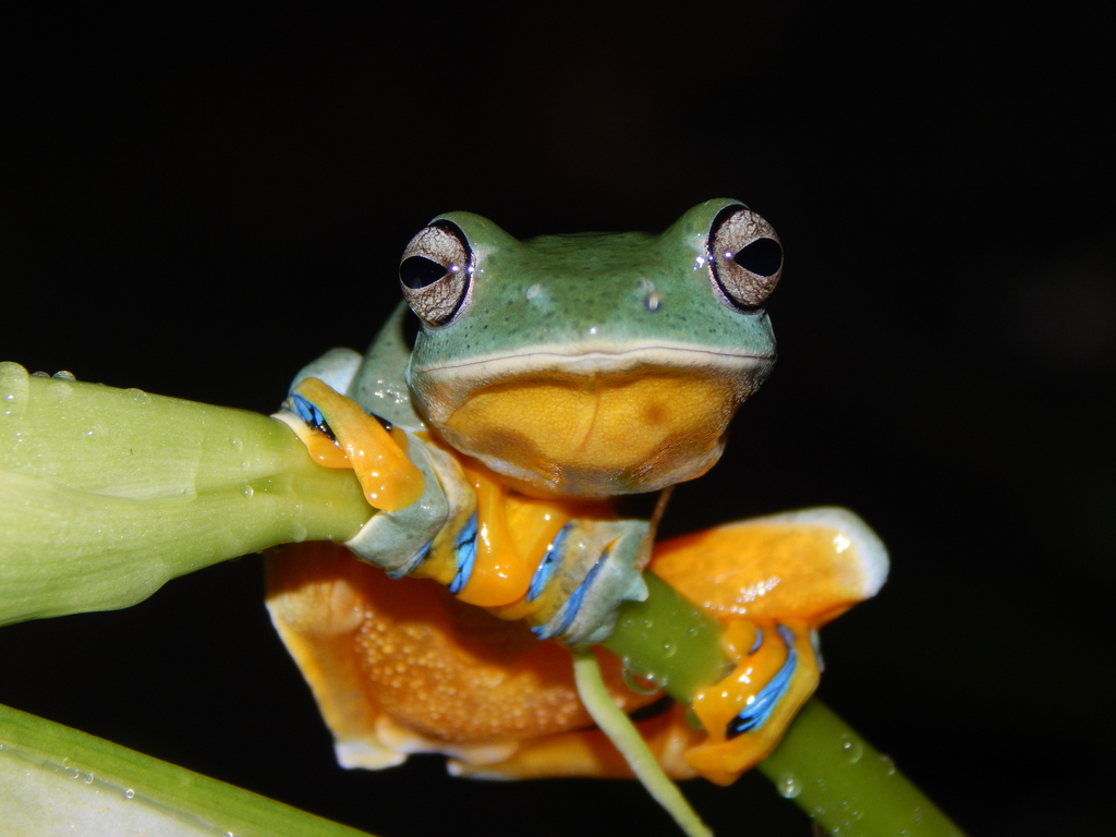 Rhacophorus reinwardtii
