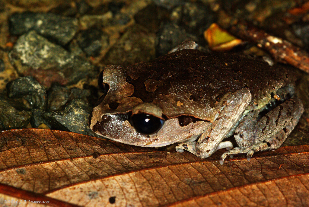 Leptobrachium abbotti
