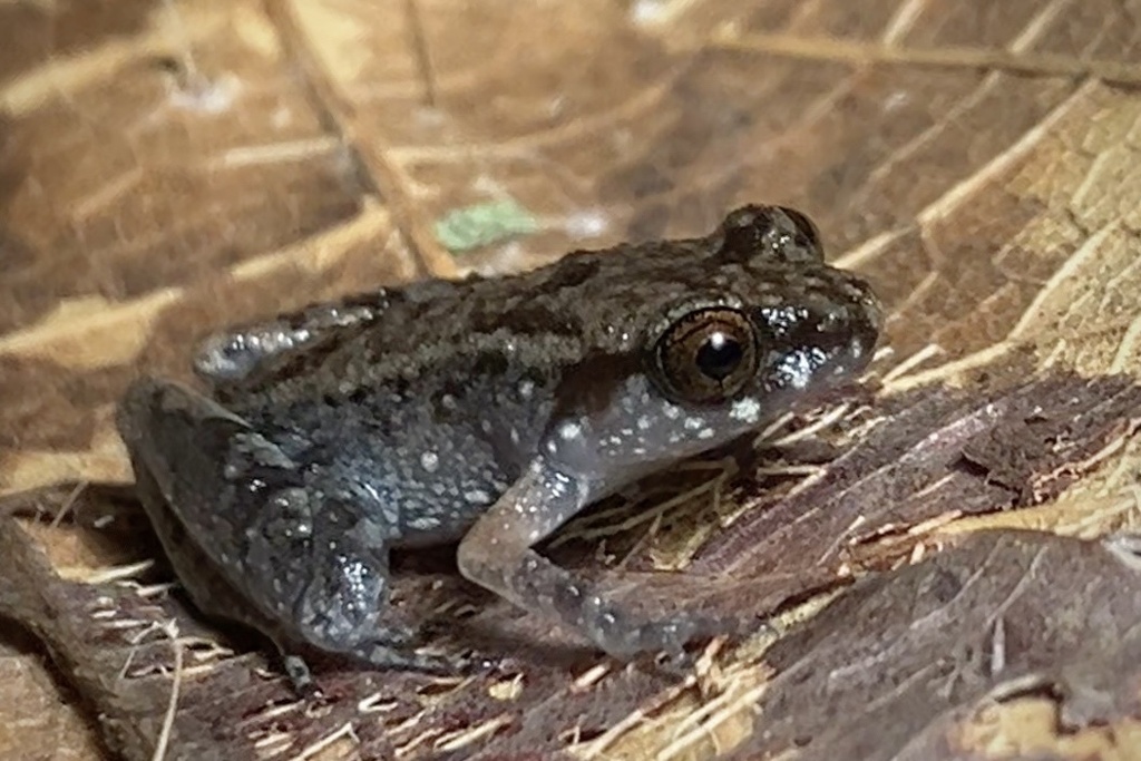 Leptobrachella mjobergi