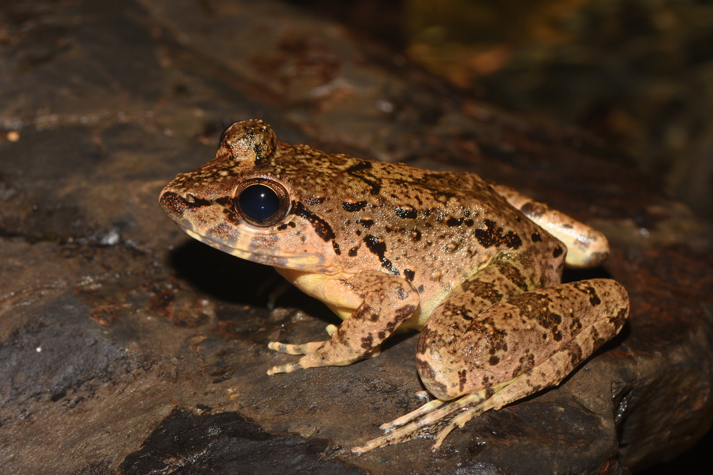 Limnonectes leporinus
