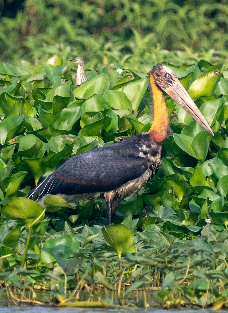 Leptoptilos javanicus