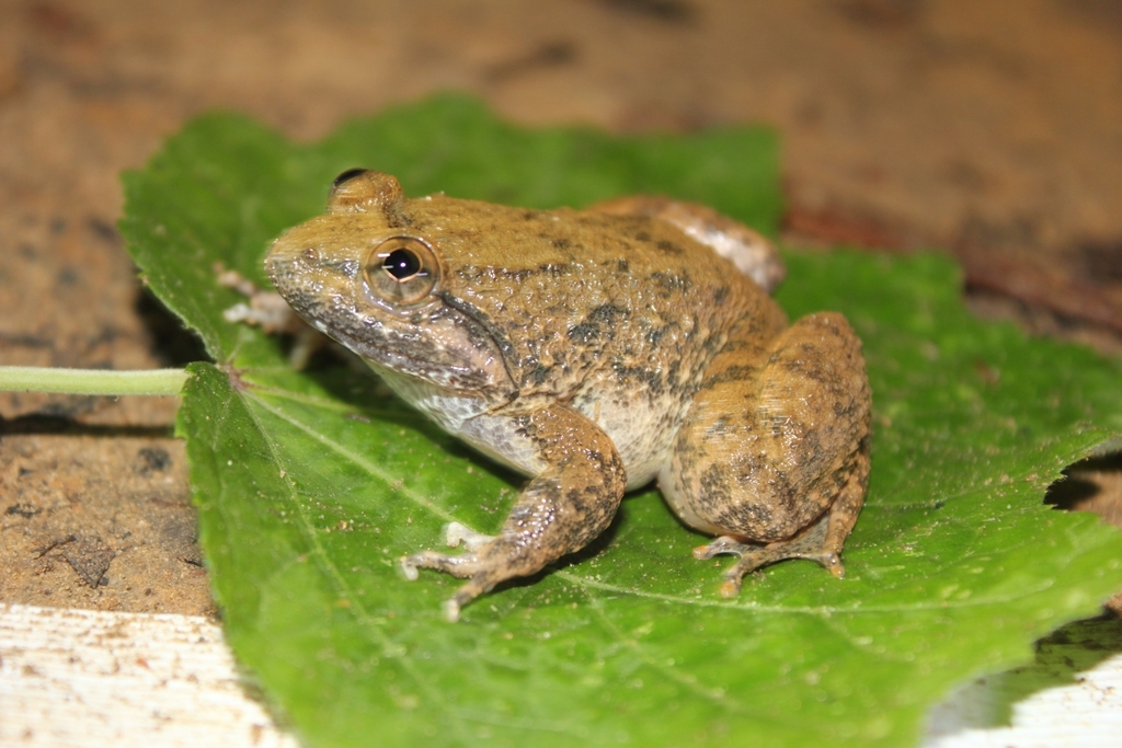 Limnonectes kuhlii