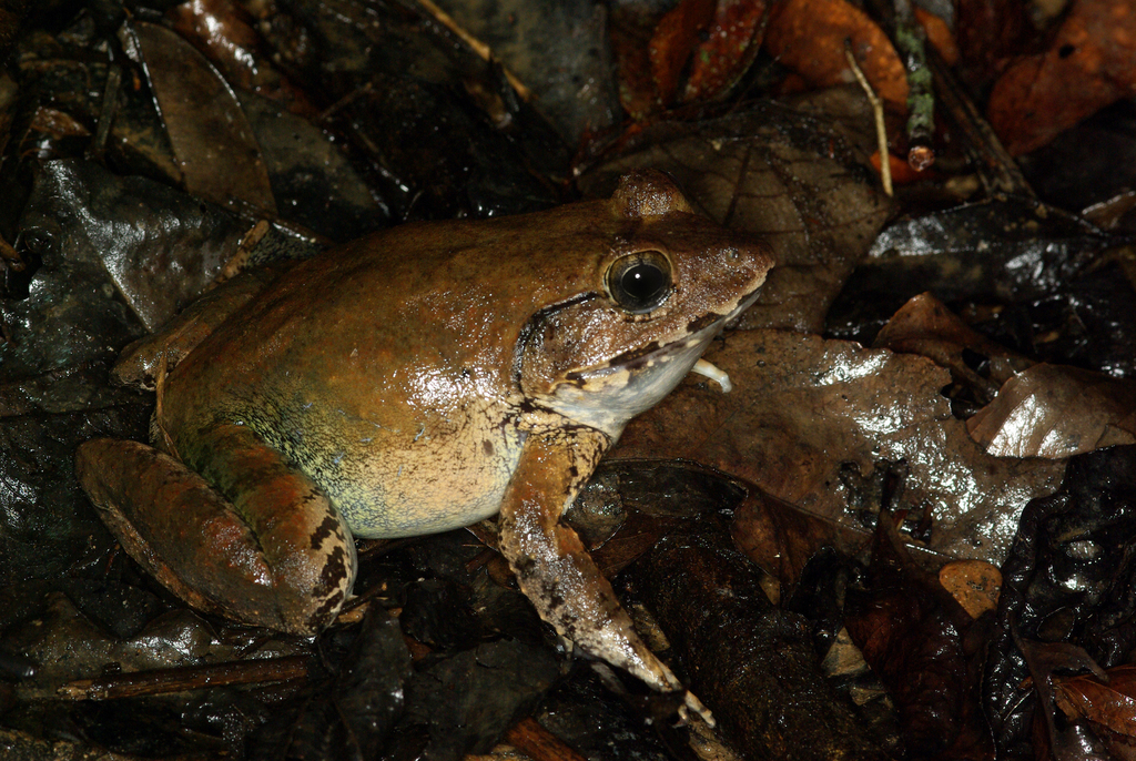Limnonectes ingeri