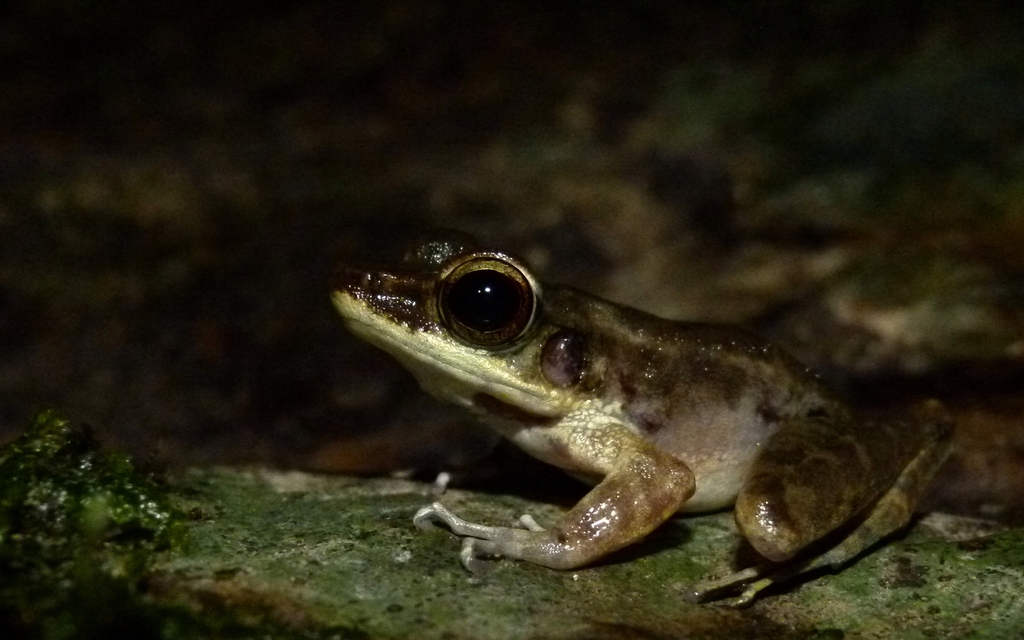 Meristogenys orphnocnemis