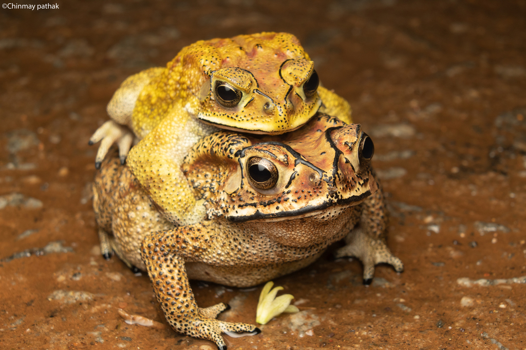 Duttaphrynus melanostictus