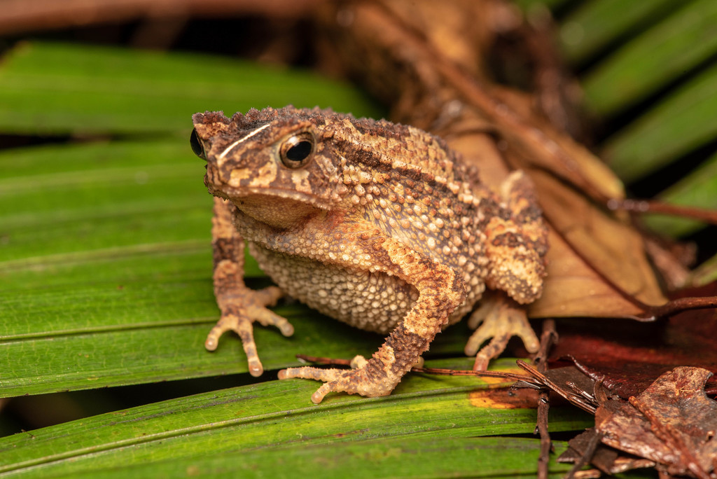 Ingerophrynus divergens
