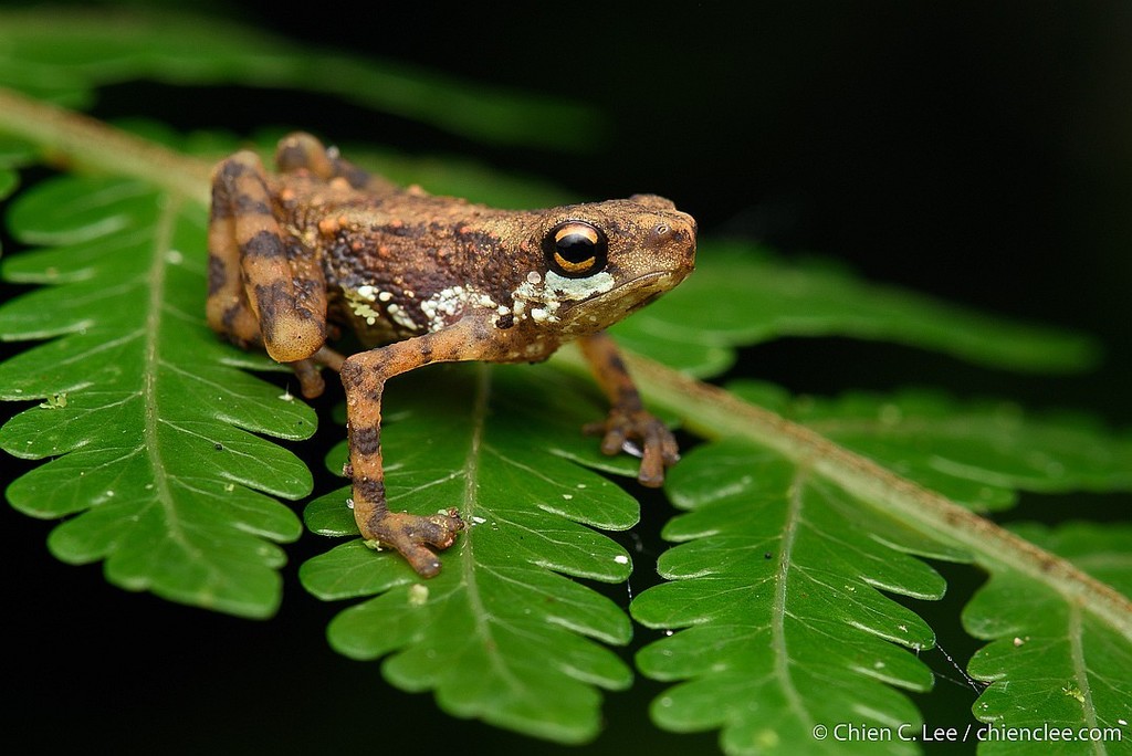 Pelophryne signata