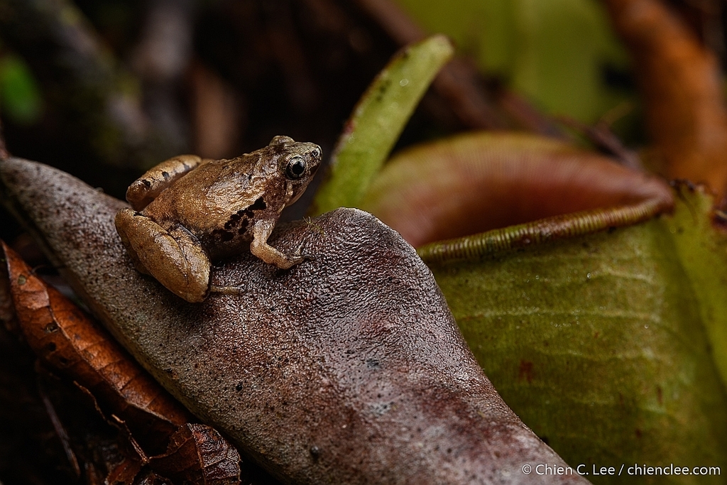 Microhyla borneensis