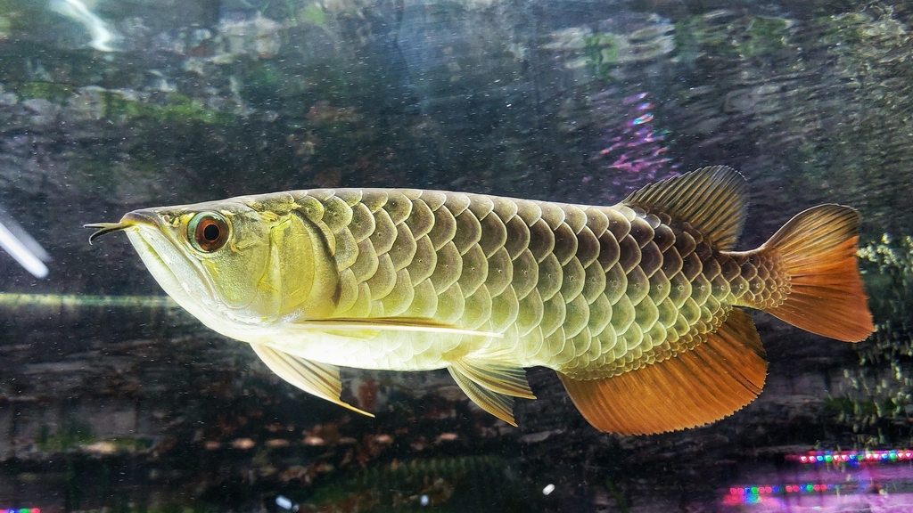 Scleropages formosus