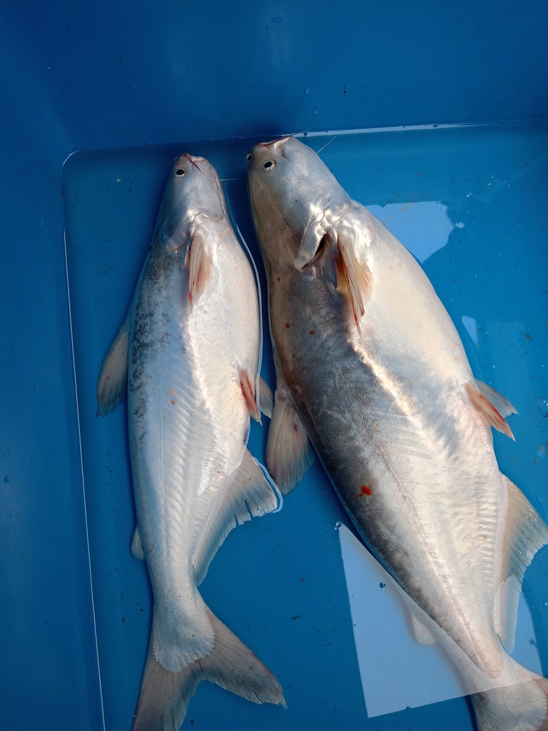 Pangasius nasutus