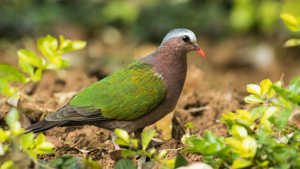 Chalcophaps indica