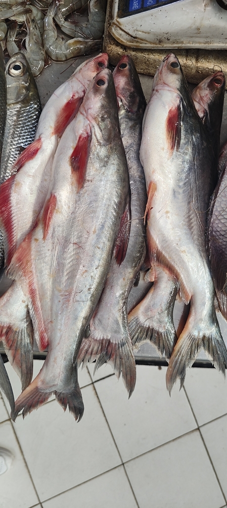 Pangasius djambal