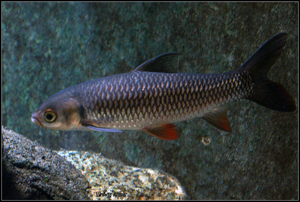 Leptobarbus hoevenii