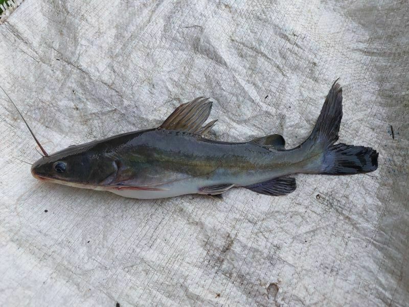 Hemibagrus nemurus