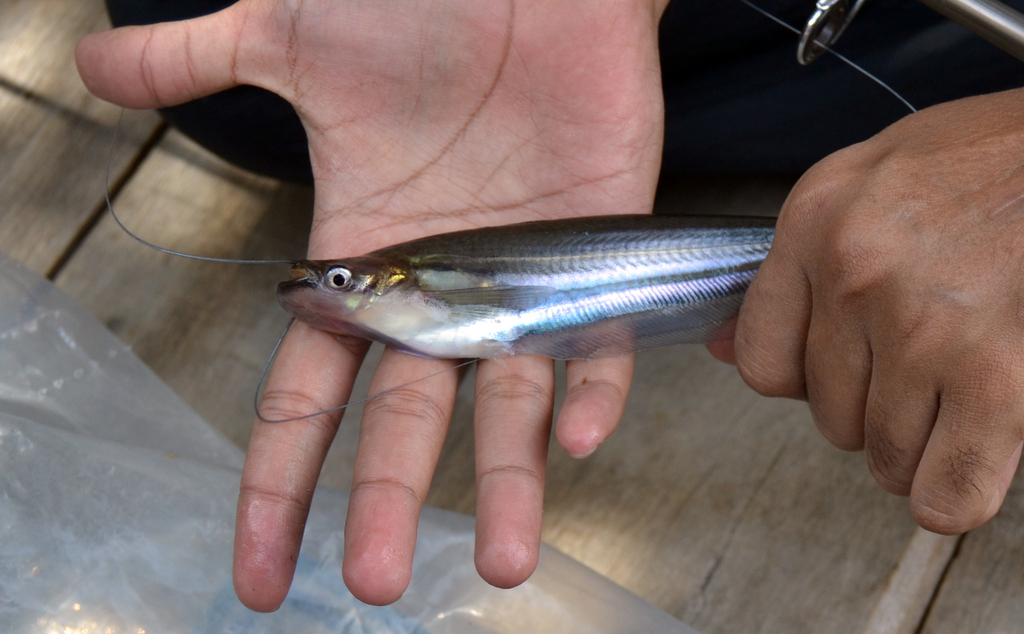 Ompok hypophthalmus