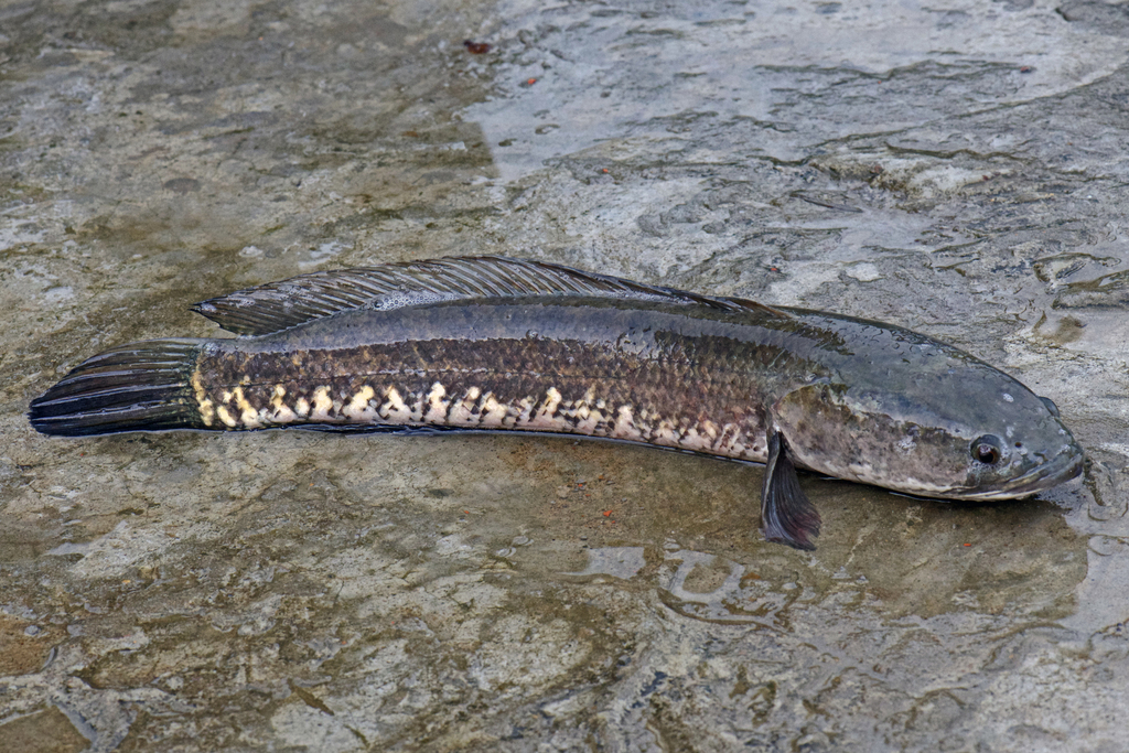 Channa striata