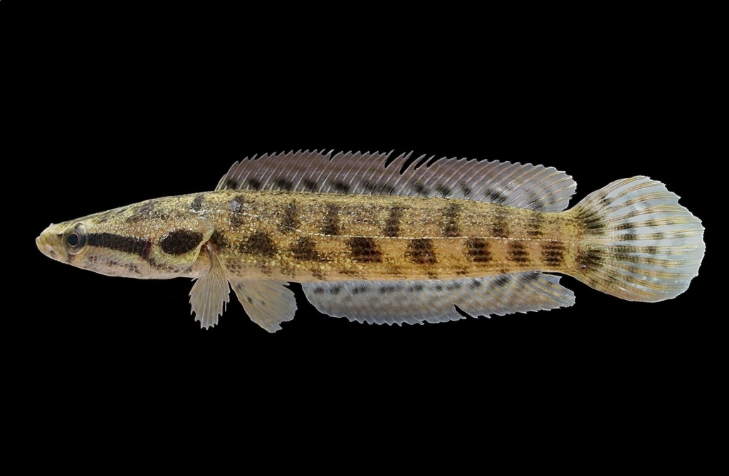 Channa lucius