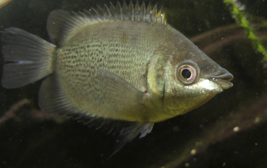 Helostoma temminckii