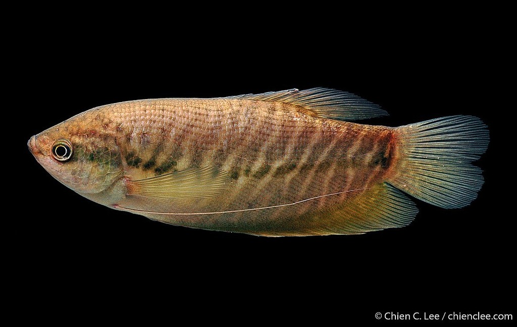 Trichopodus pectoralis