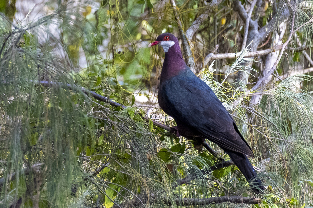 Columba vitiensis
