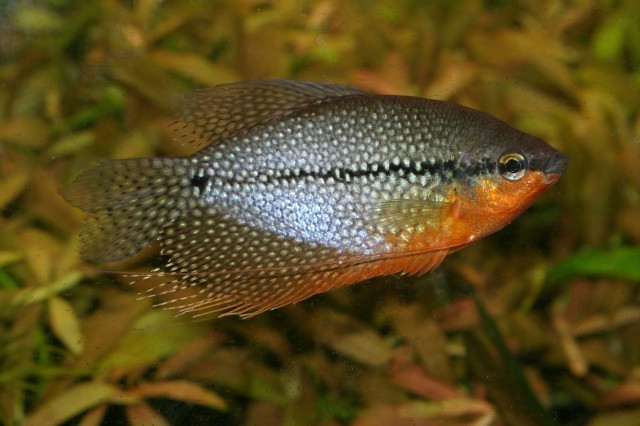 Trichopodus leerii