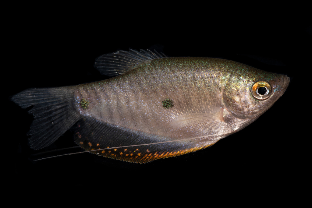 Trichopodus trichopterus