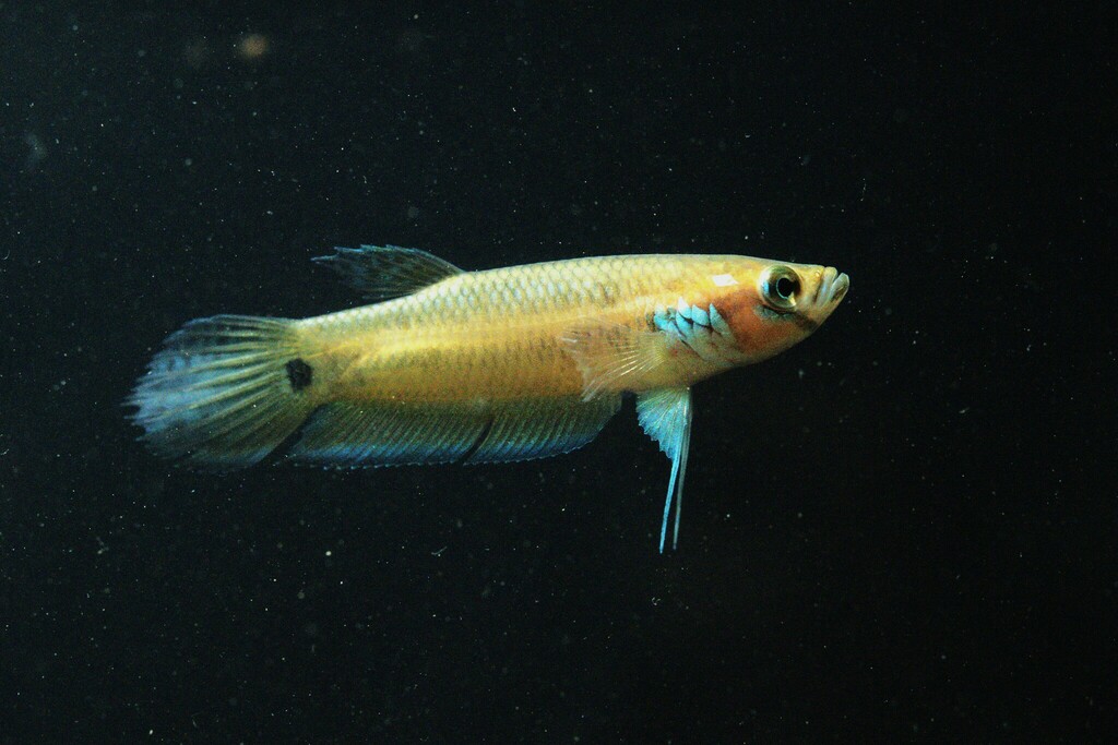 Betta unimaculata