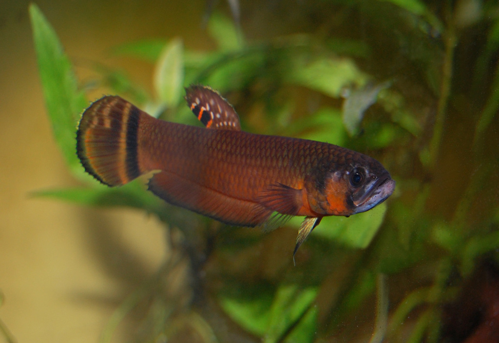 Betta macrostoma