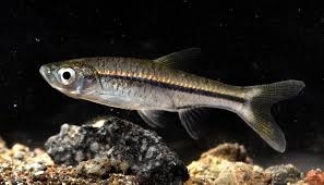 Rasbora argyrotaenia