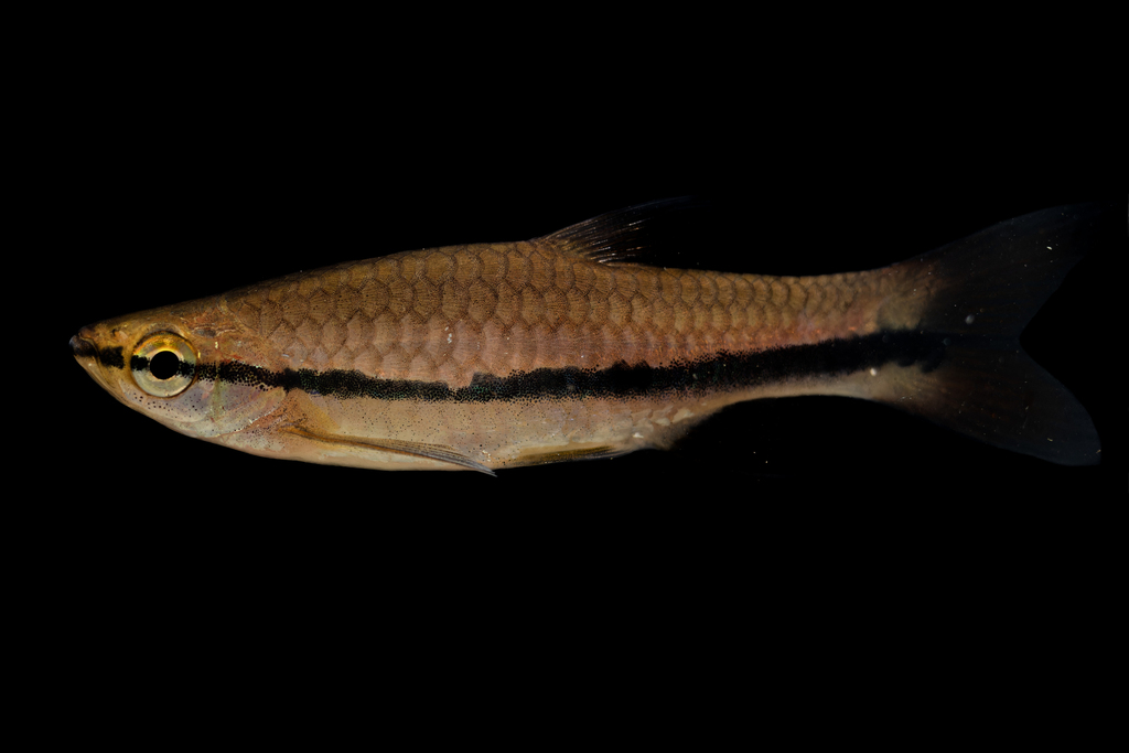 Rasbora einthovenii