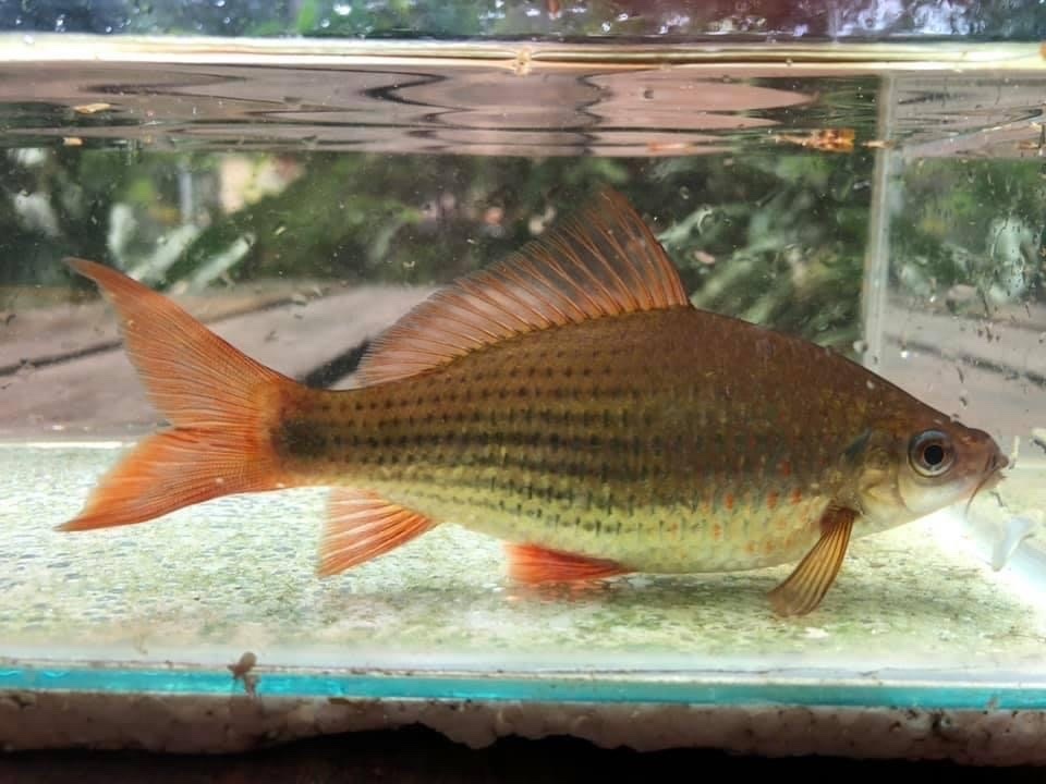 Osteochilus vittatus