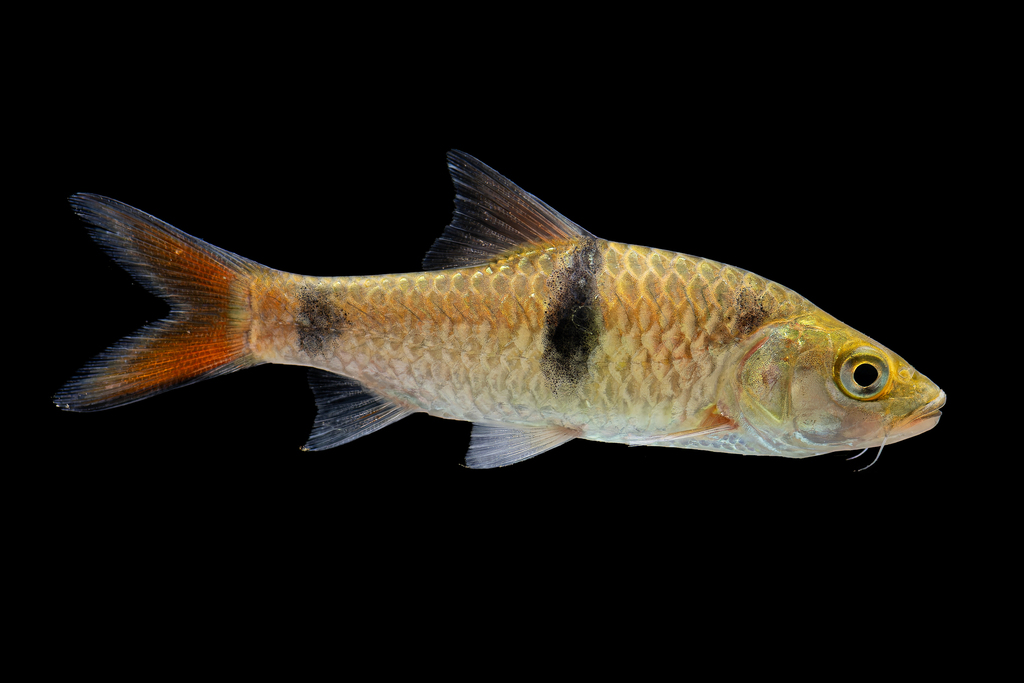 Hampala macrolepidota
