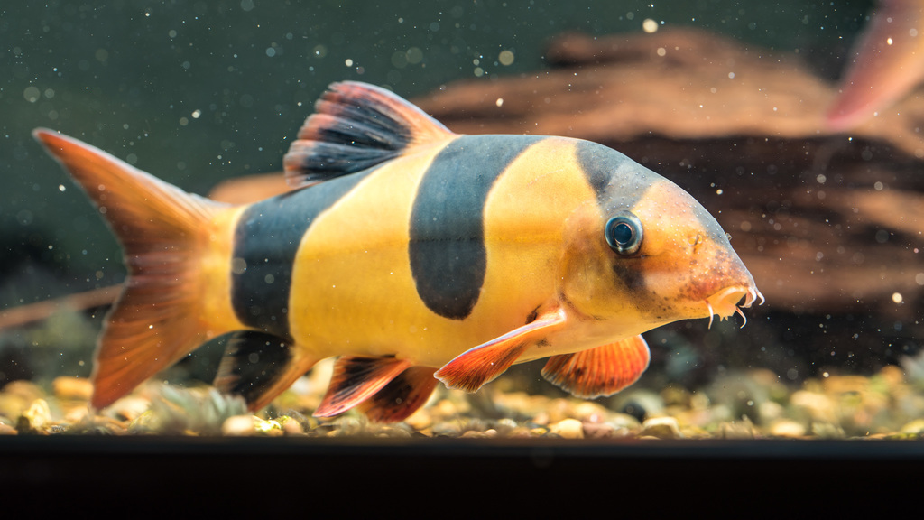 Chromobotia macracanthus