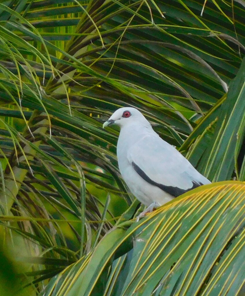 Columba argentina
