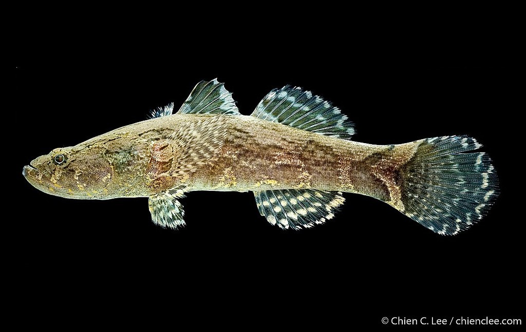 Oxyeleotris marmorata
