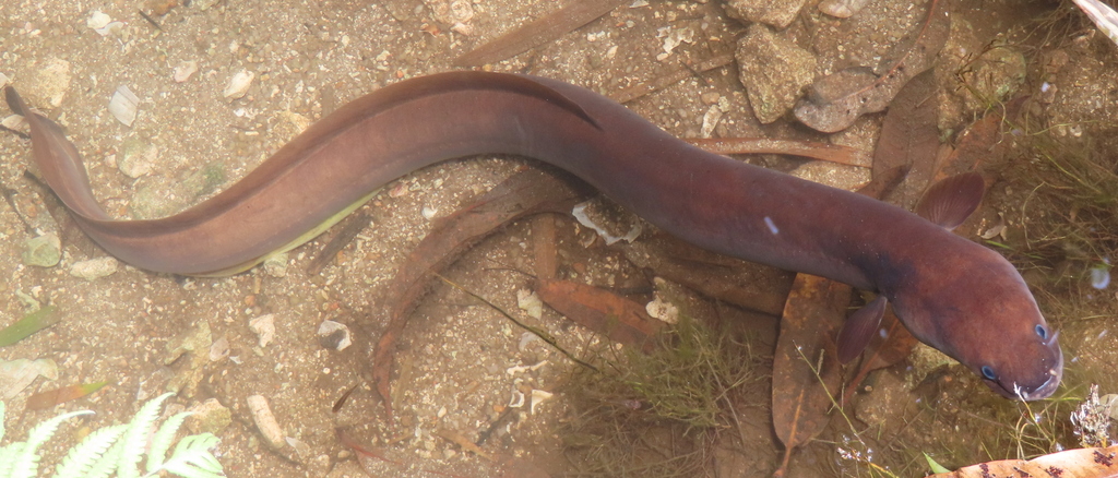 Anguilla bicolor