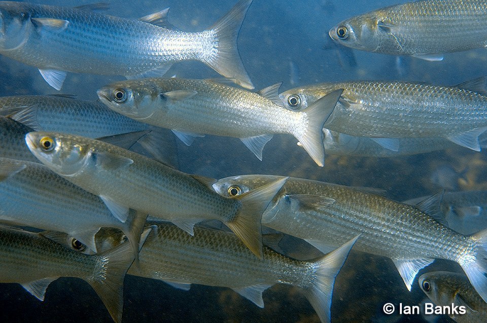 Mugil cephalus