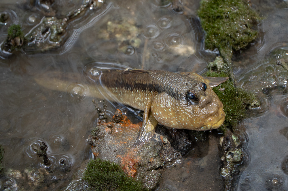 Periophthalmodon schlosseri