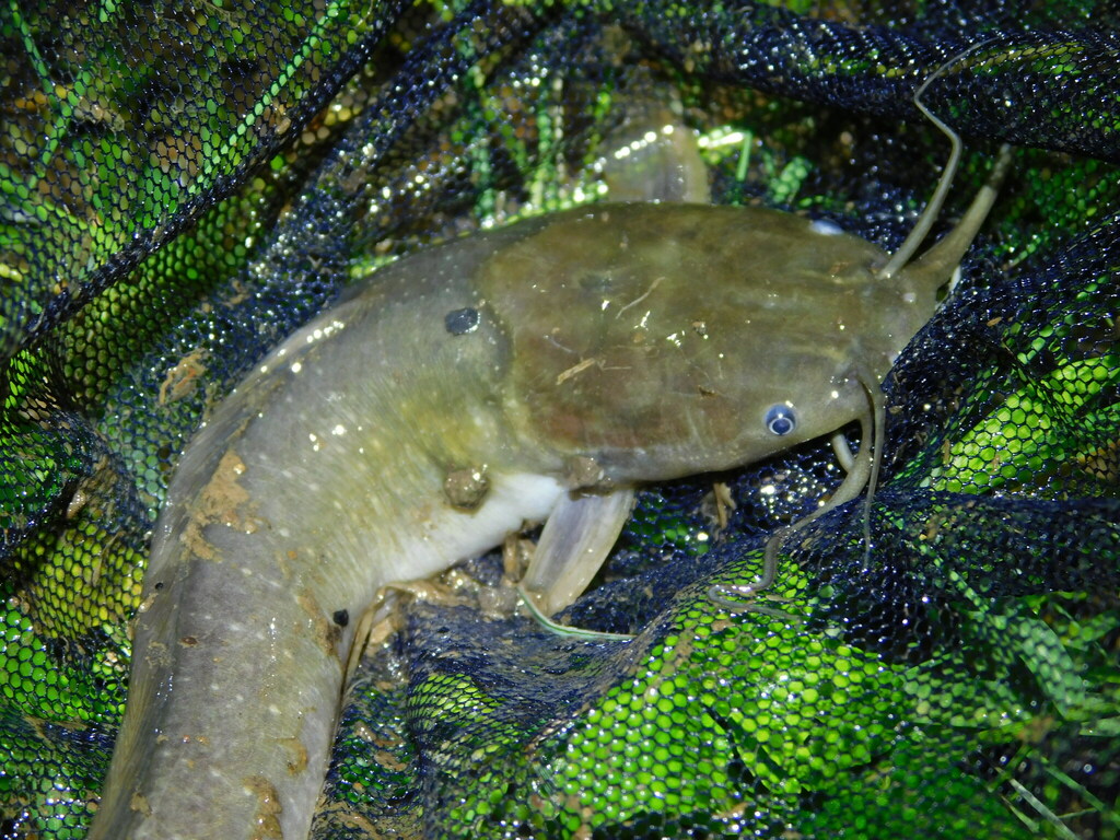 Clarias batrachus
