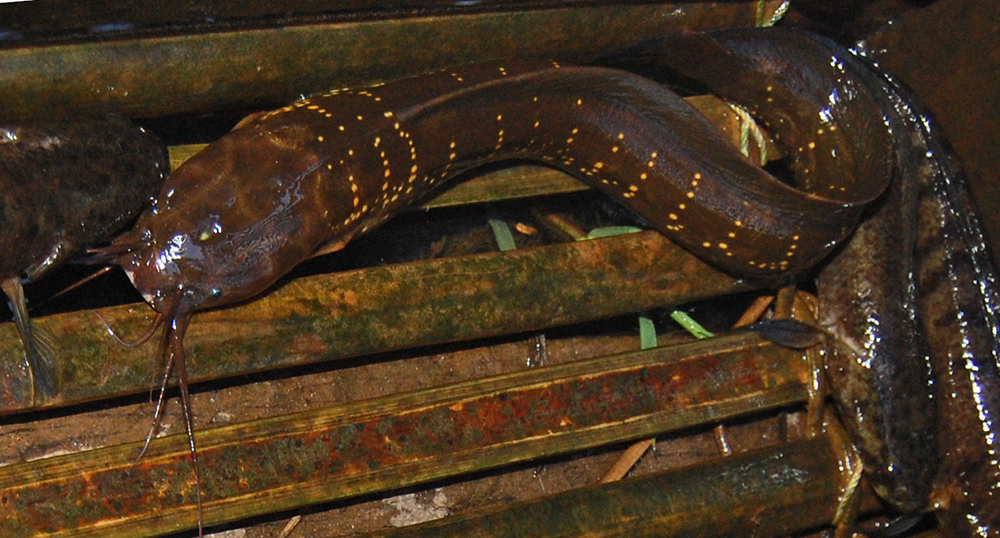 Clarias nieuhofii