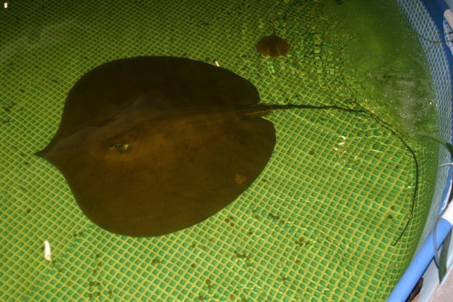 Urogymnus polylepis