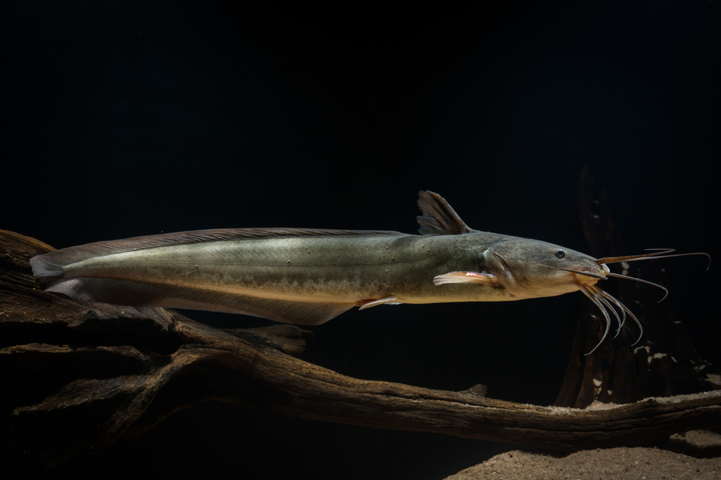 Plotosus canius