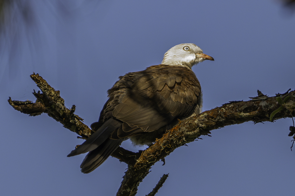 Ducula badia
