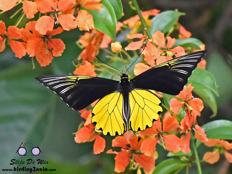 Troides amphrysus
