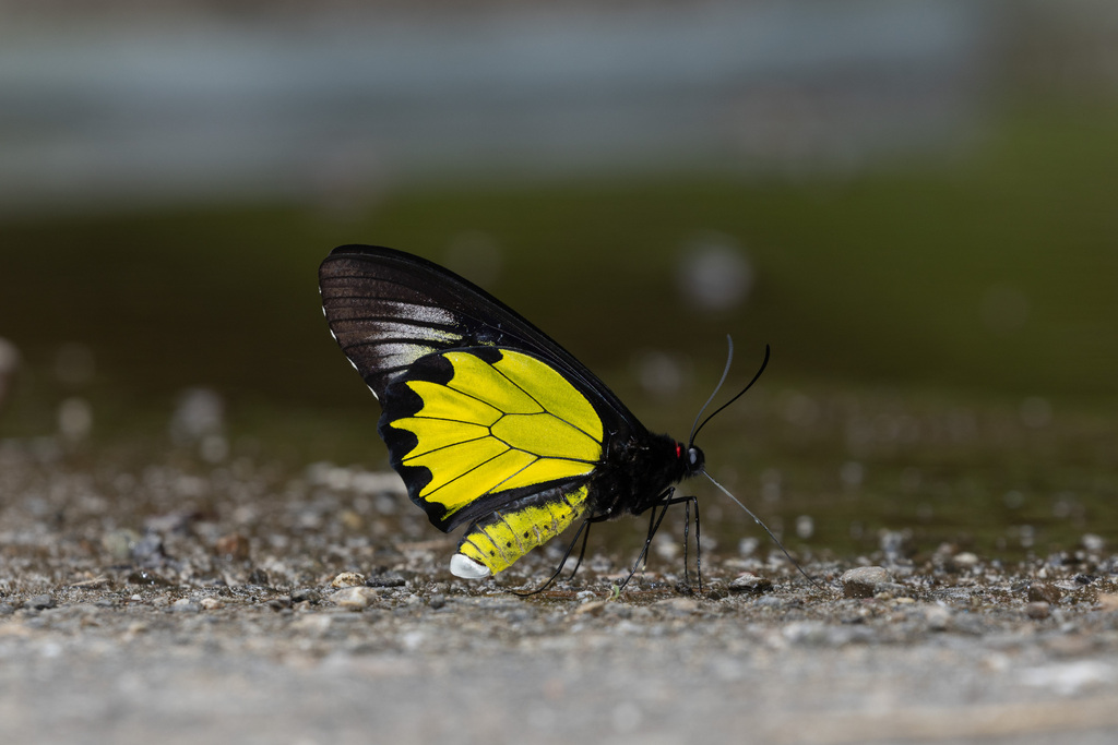 Troides andromache