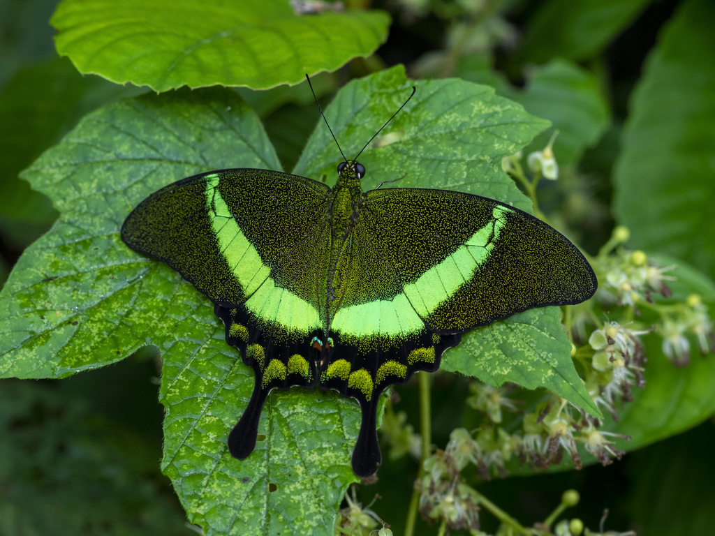 Papilio palinurus