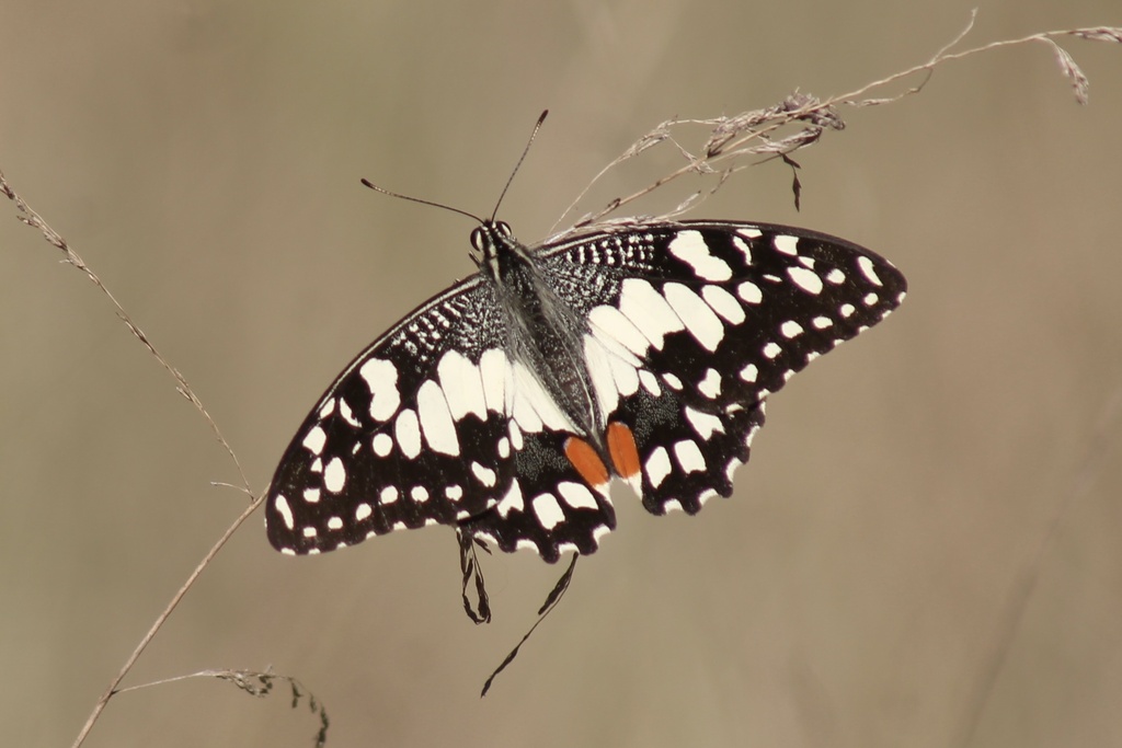 Papilio demoleus
