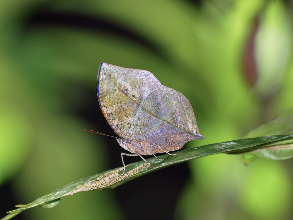 Kallima limborgii